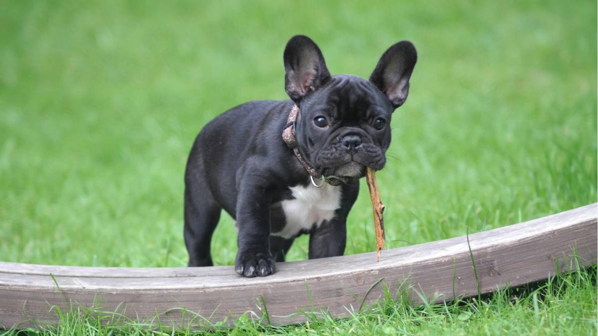 Especialistas revelam que a genética e o passado do animal explicam o choro (Foto: Banco de imagens)