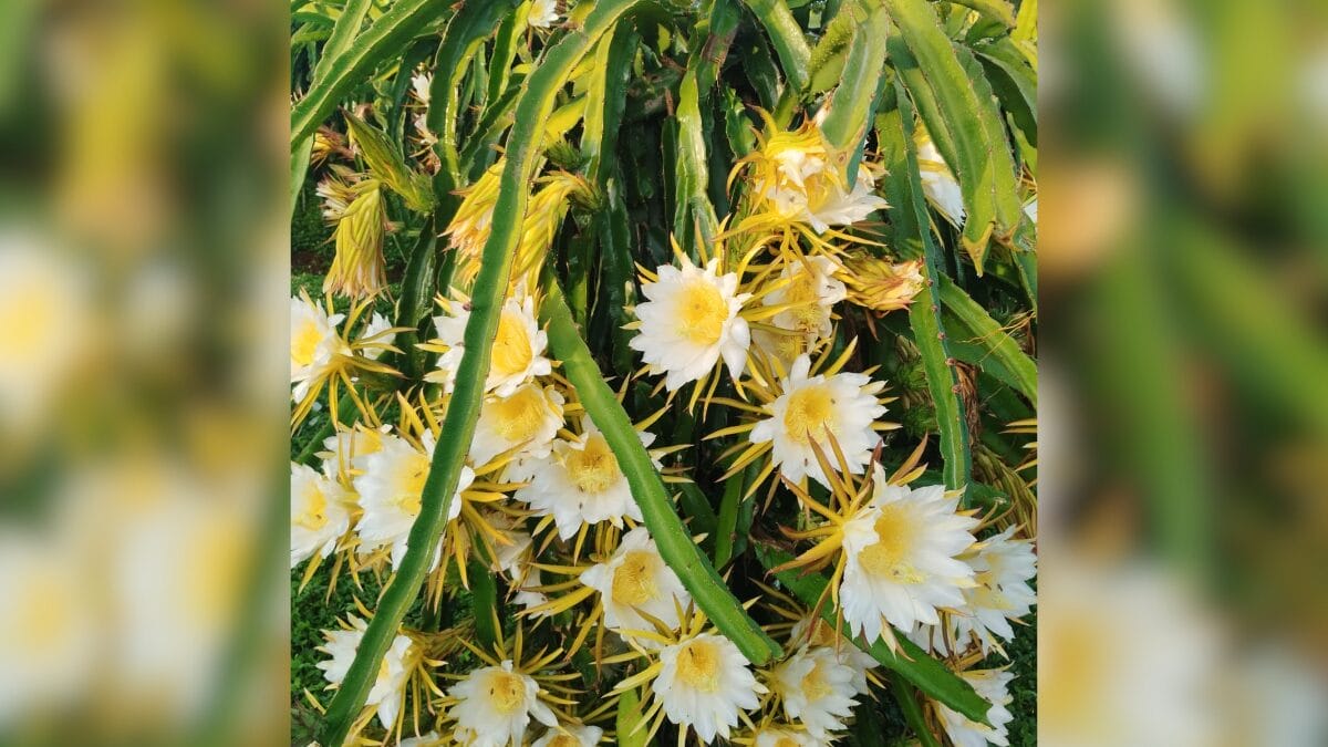 Cultivo de pitaya em SC