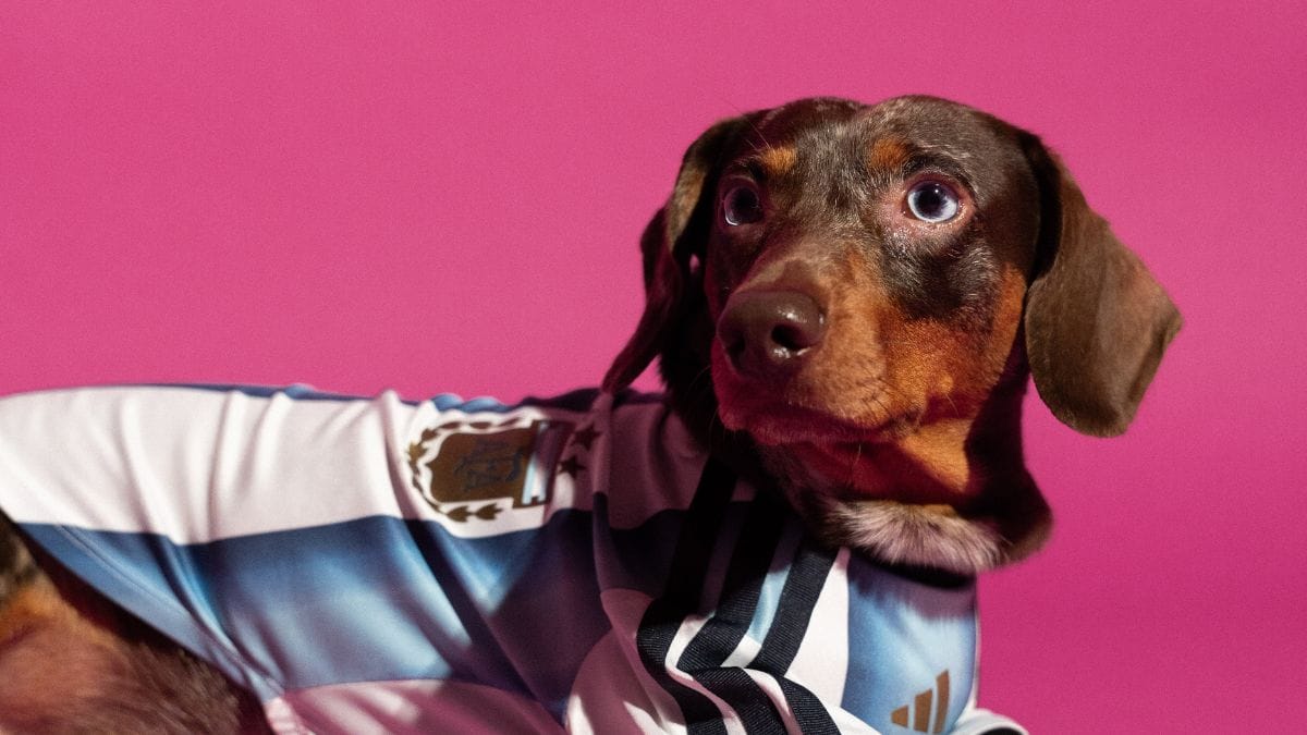 Camisa para pets - Copa do Mundo - Argentina (Foto: divulga&ccedil;&atilde;o Adidas)