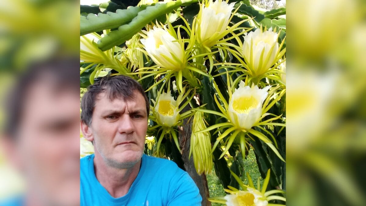 Cultivo de pitaya em SC