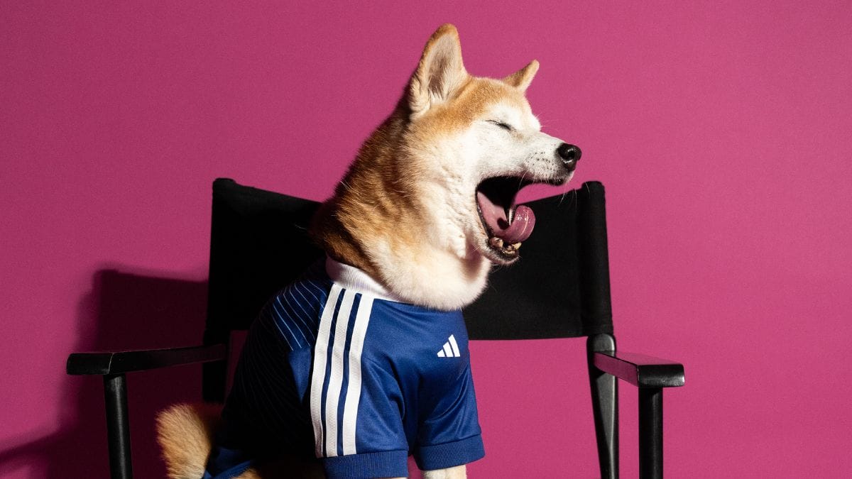 Camisa para pets - Copa do Mundo - Jap&atilde;o (Foto: divulga&ccedil;&atilde;o Adidas)