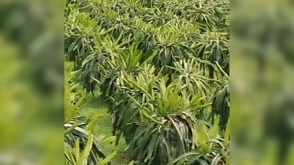 Cultivo de pitaya em SC