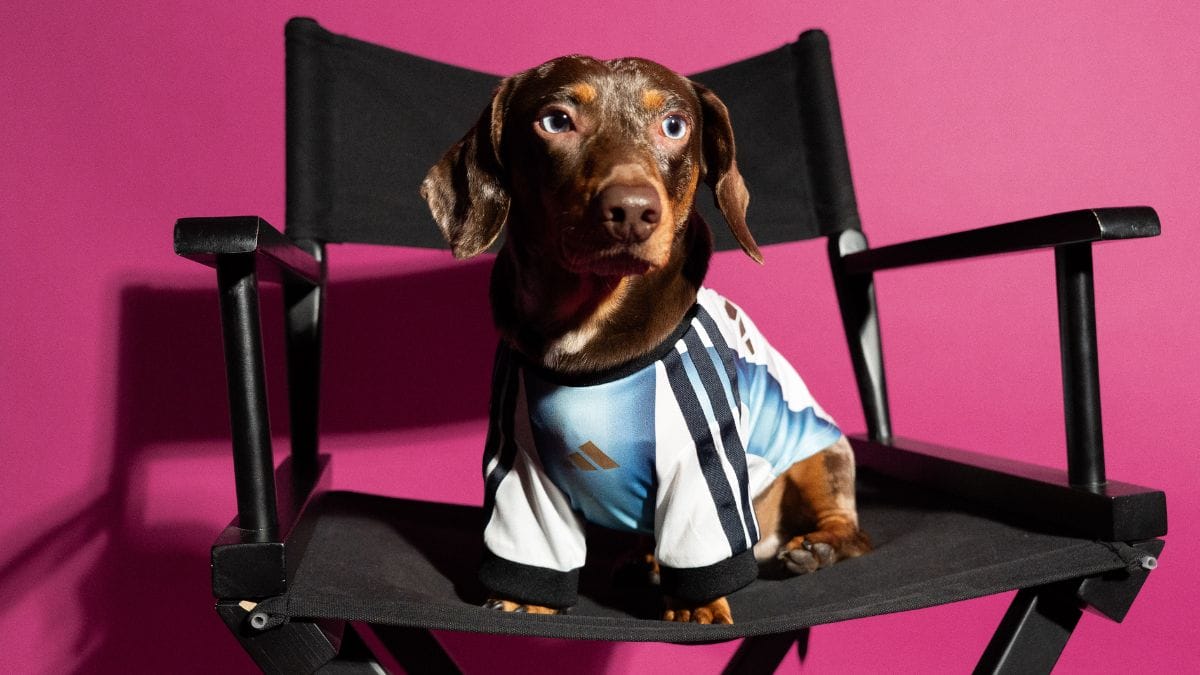 Camisa para pets - Copa do Mundo - Argentina (Foto: divulga&ccedil;&atilde;o Adidas)
