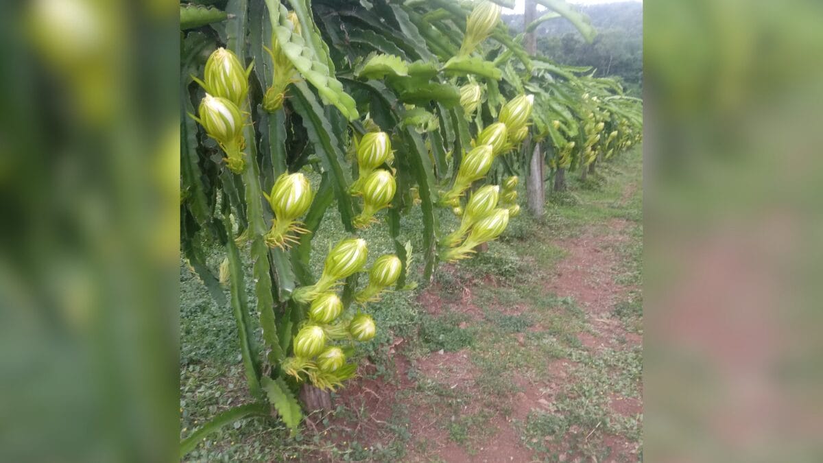 Cultivo de pitaya em SC