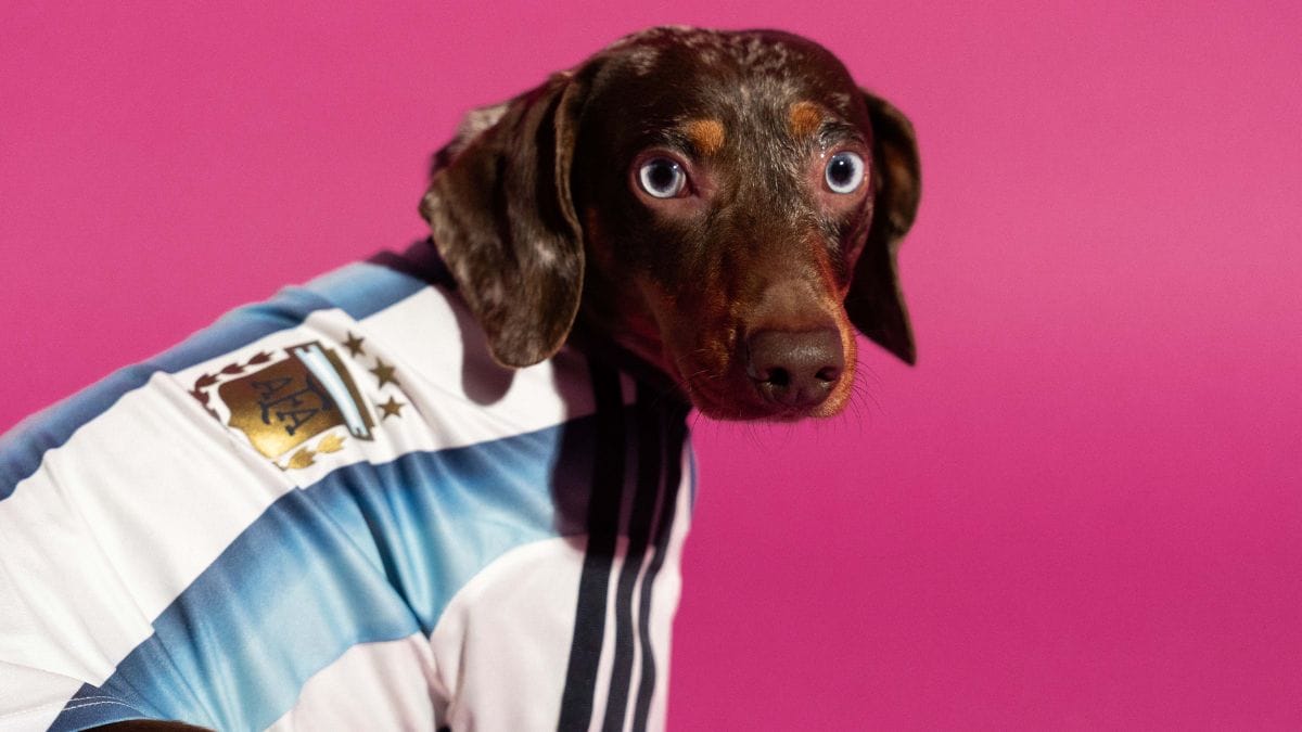 Camisa para pets - Copa do Mundo - Argentina (Foto: divulga&ccedil;&atilde;o Adidas)