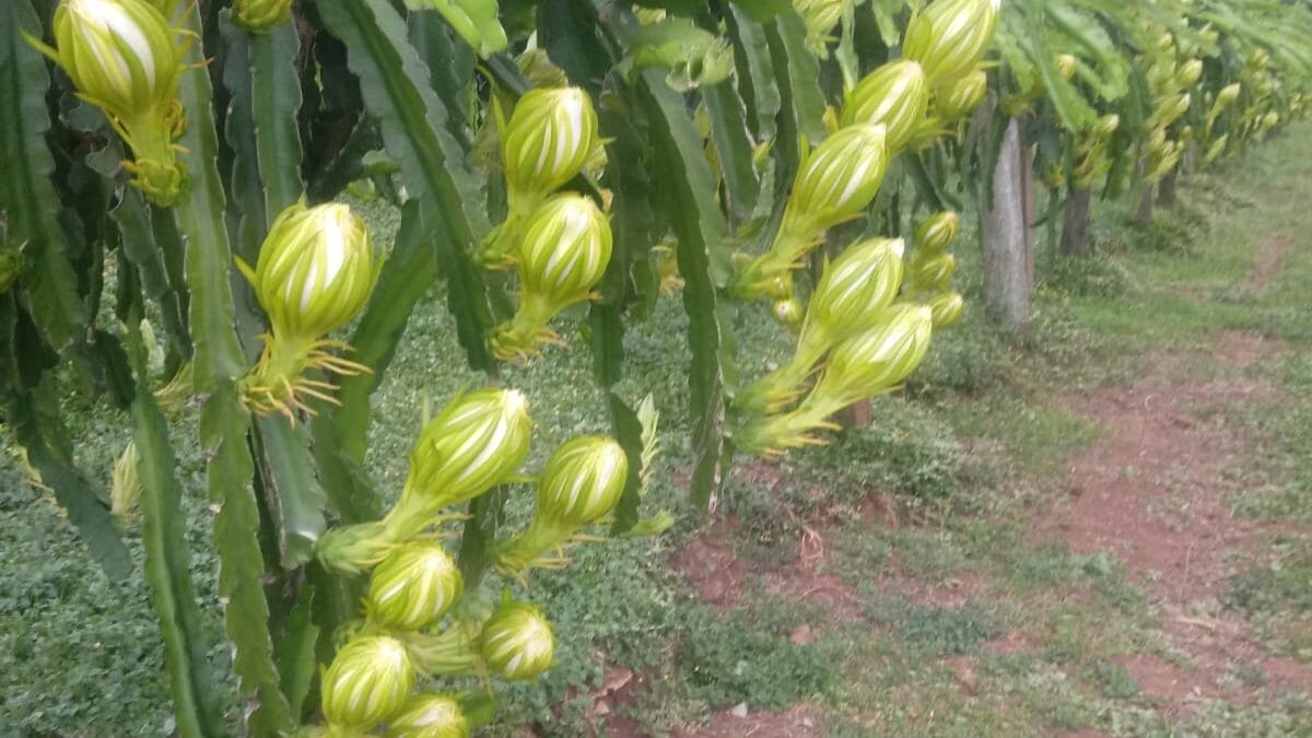 Cultivo de pitaya em SC