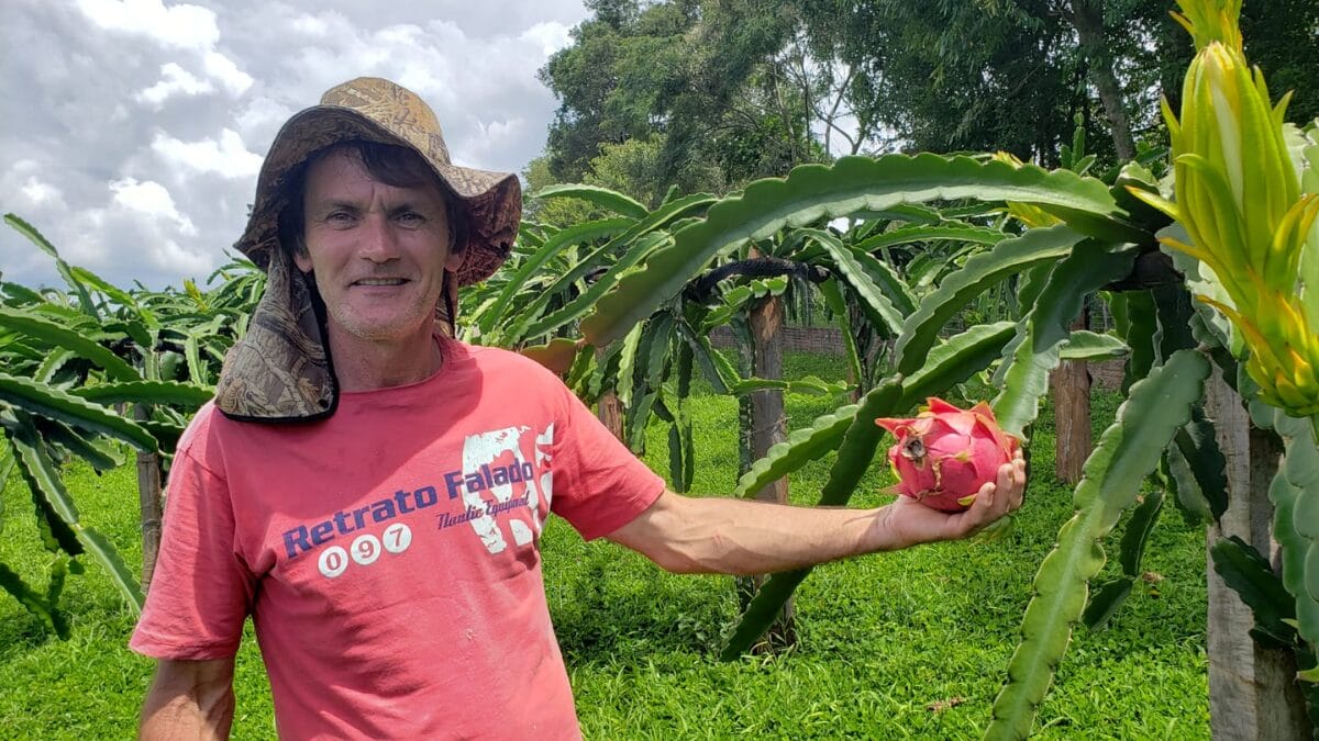 Cultivo de pitaya em SC