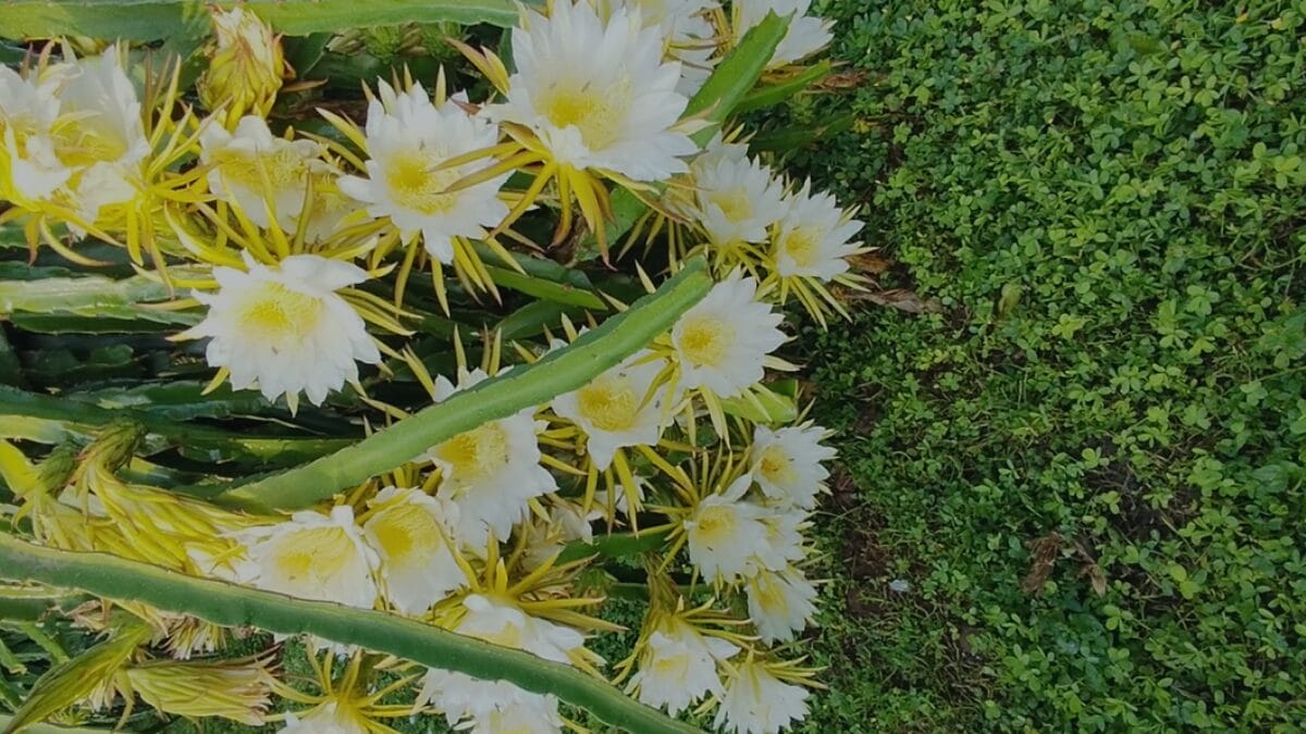 Cultivo de pitaya em SC