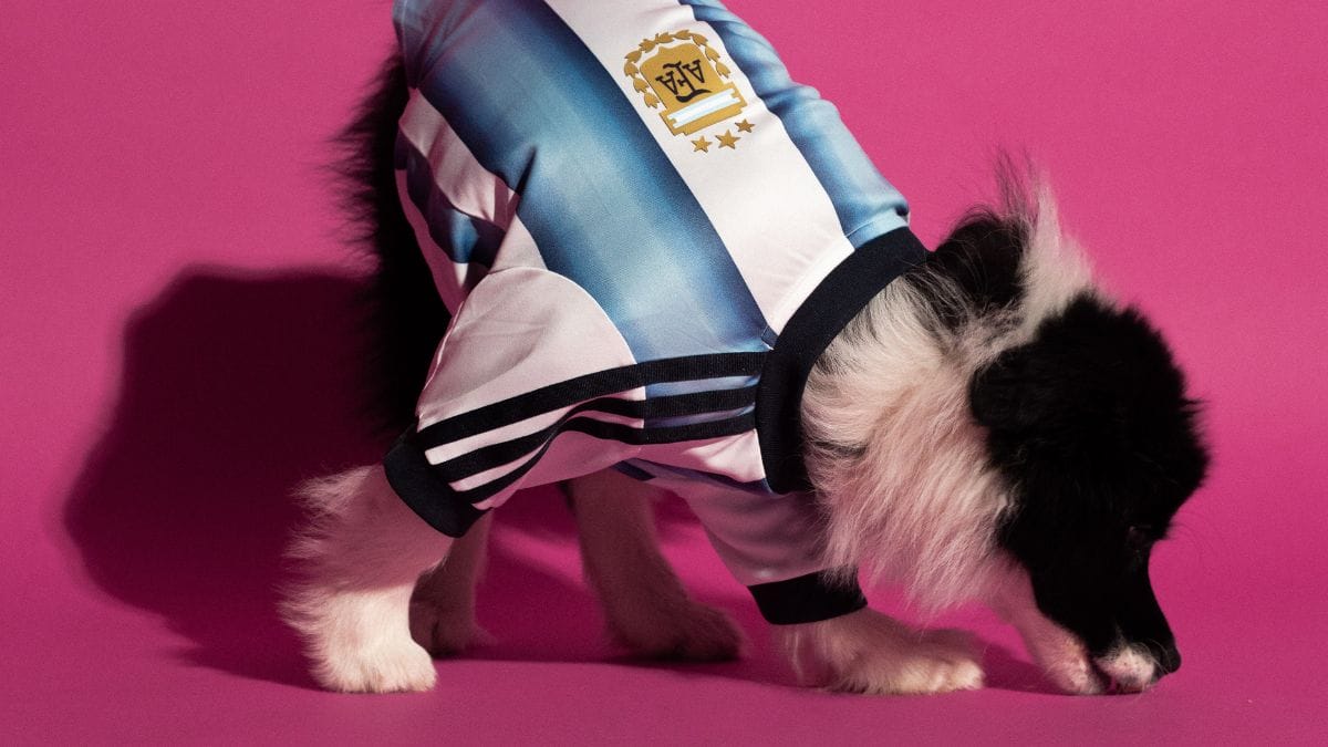 Camisa para pets - Copa do Mundo - Argentina (Foto: divulga&ccedil;&atilde;o Adidas)