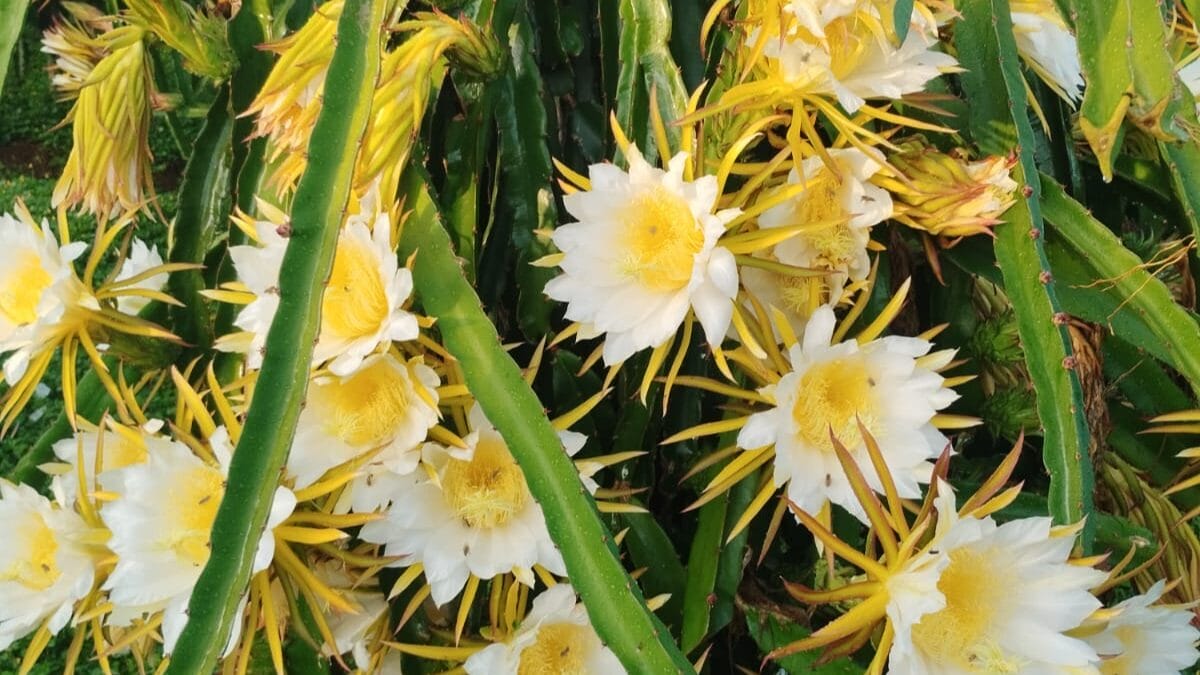 Cultivo de pitaya em SC