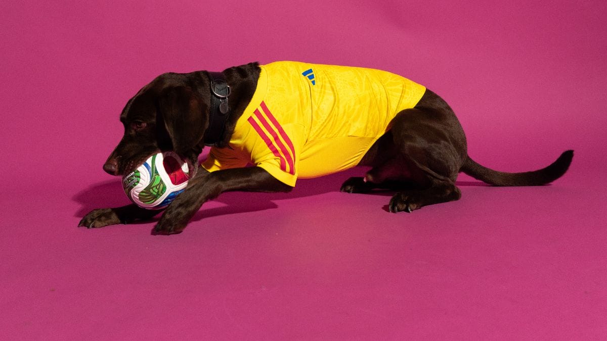 Camisa para pets - Copa do Mundo - Col&ocirc;mbia (Foto: divulga&ccedil;&atilde;o Adidas)
