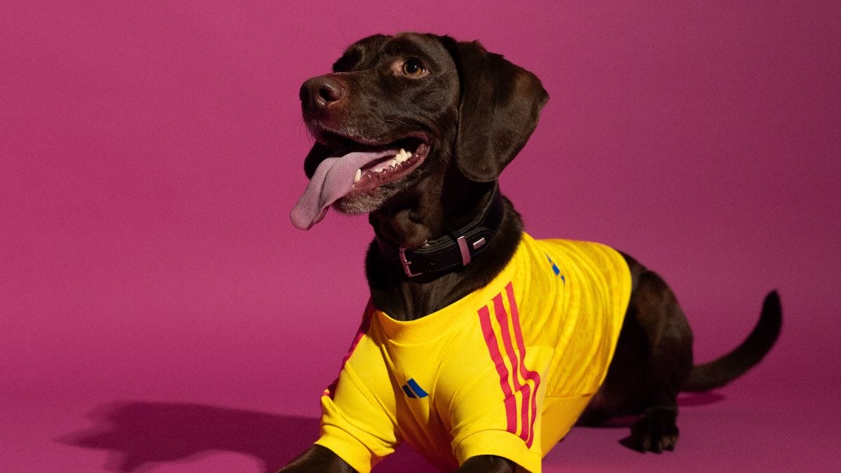 Camisa para pets - Copa do Mundo - Col&ocirc;mbia (Foto: divulga&ccedil;&atilde;o Adidas)
