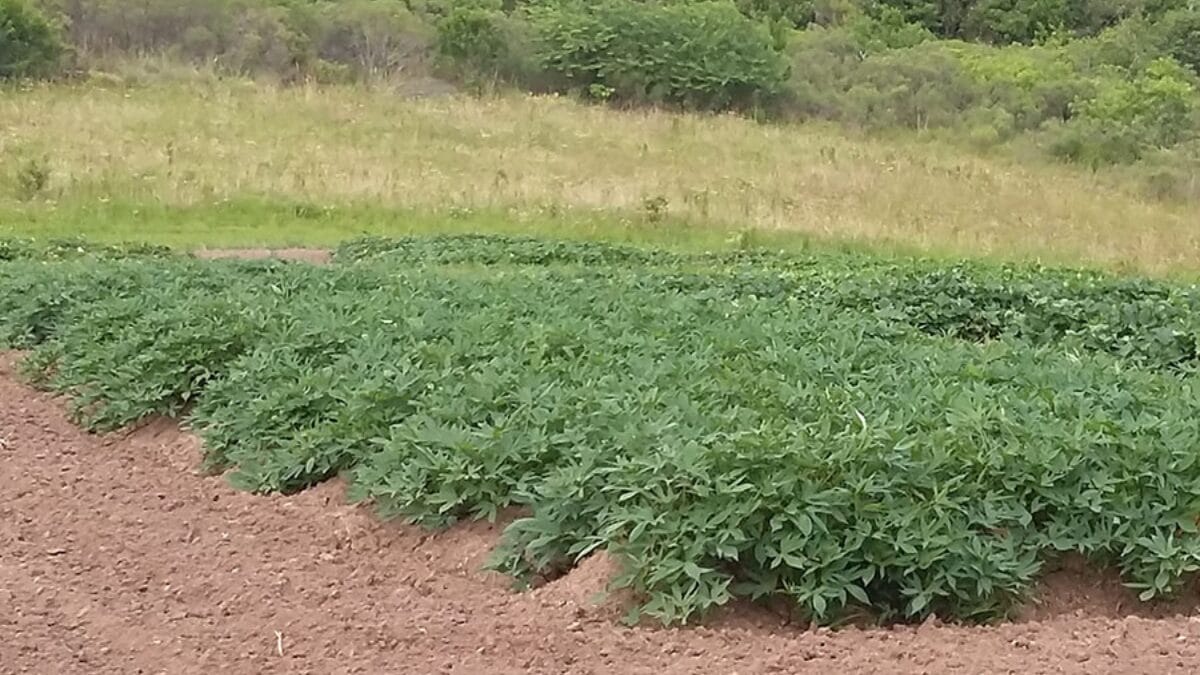 Suas plantas compactas e eretas facilitam o cultivo e a colheita, e a maior resistência a pragas e doenças reduz o uso de insumos no campo.