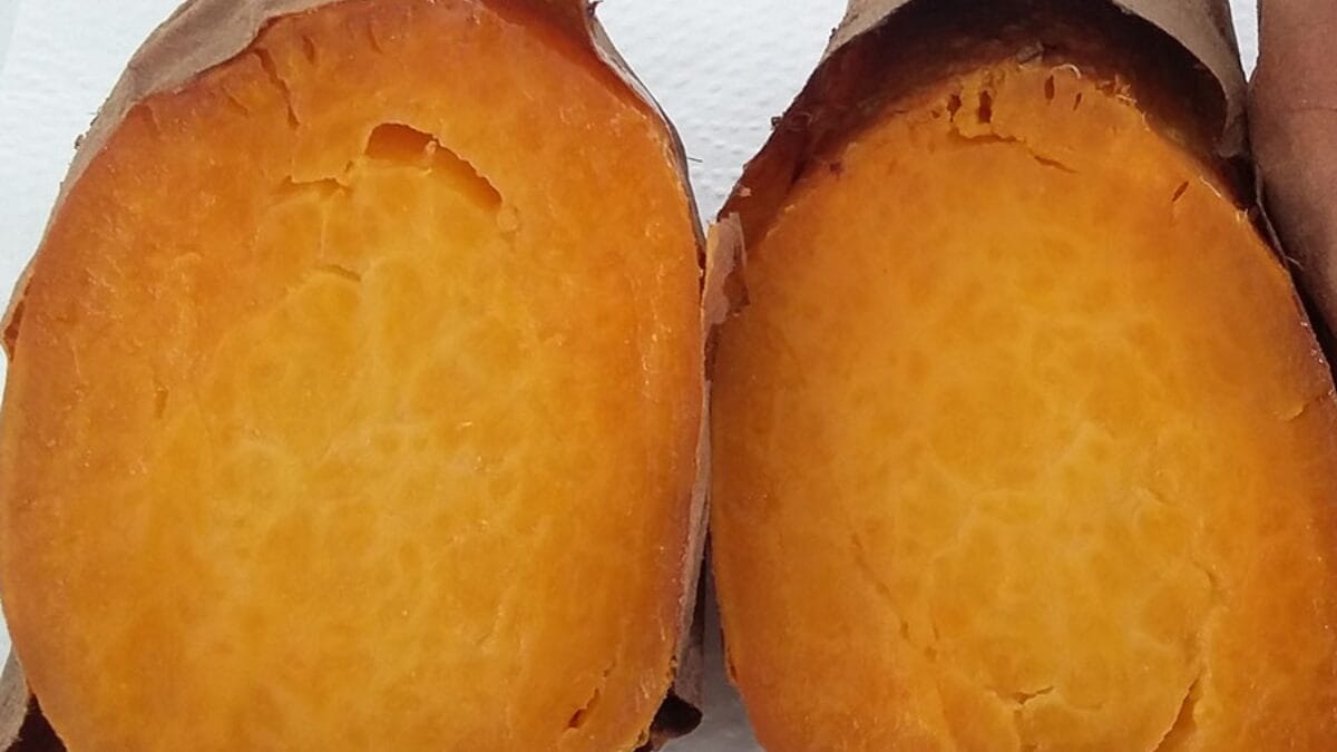 Batata-doce Prenda Ouro Rosa da Embrapa