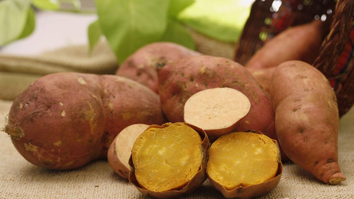 Batata-doce Prenda Ouro Rosa da Embrapa