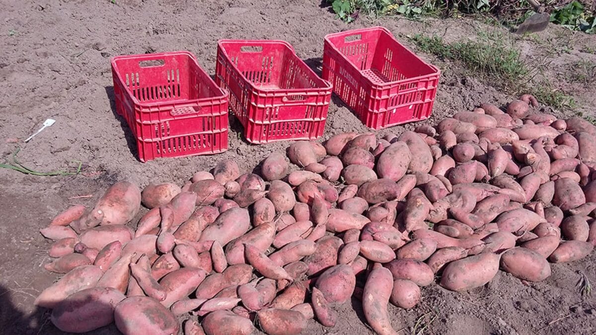 A área cultivada de batata-doce no Brasil atingiu 65,6 mil hectares em 2024, com uma produção de 907 mil toneladas.