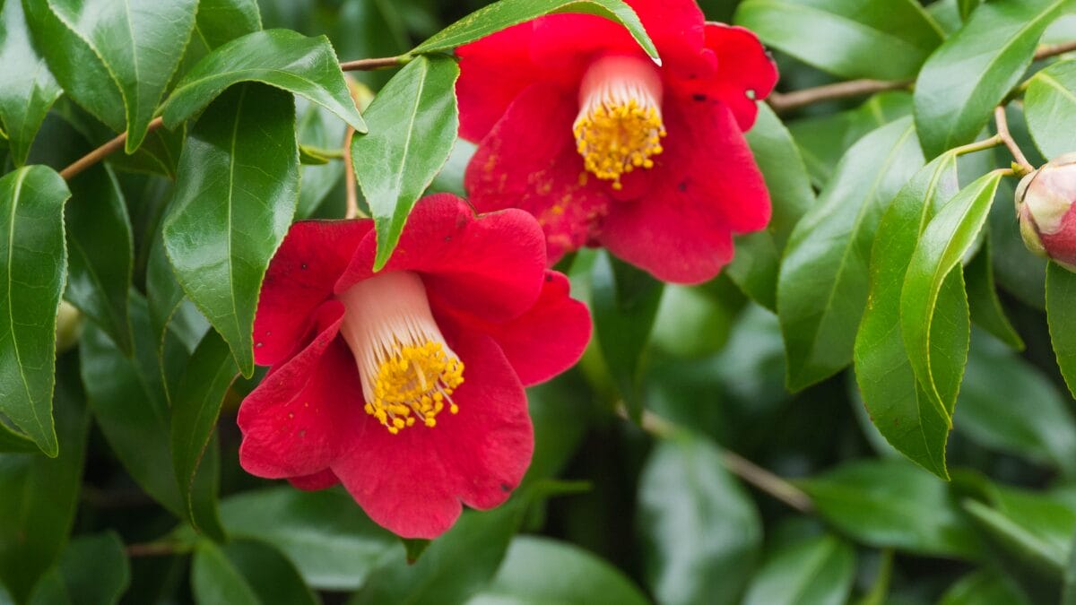 Flores vermelhas de camélia japonesa com botão fechado e folhagem perene verde-escura.