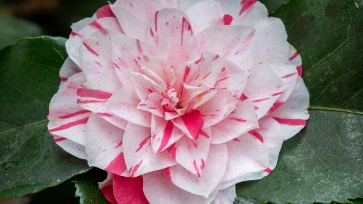 Flor de camélia japonesa (Camellia japonica) em padrão mesclado branco e rosa, uma das mais de 2 mil variedades cultivadas no mundo.