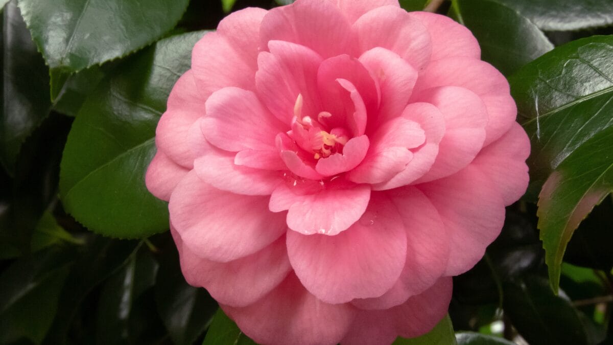 Flor rosa de camélia japonesa, variedade comum em jardins tradicionais japoneses.