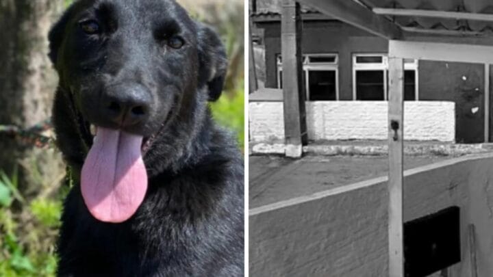 Cão Pumba