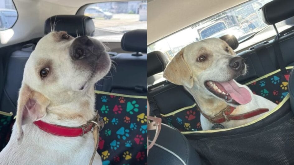 Parmesão, cão disponível para adoção após polêmica com trote