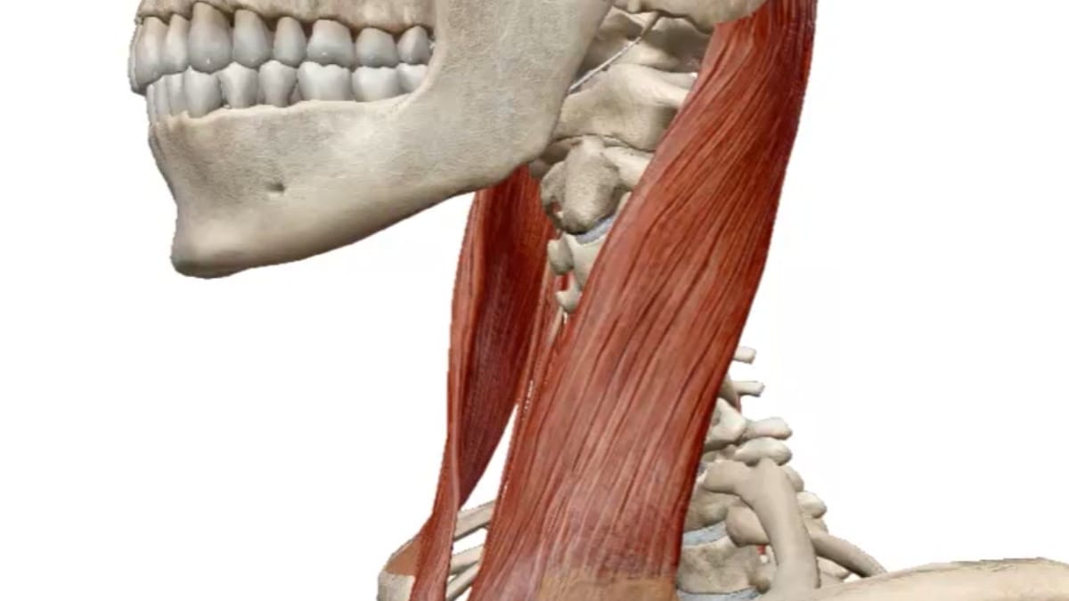 Alteração no músculo esternocleidomastoideo pode limitar os movimentos do pescoço do bebê e causar preferência por um lado (Reprodução: YouTube)