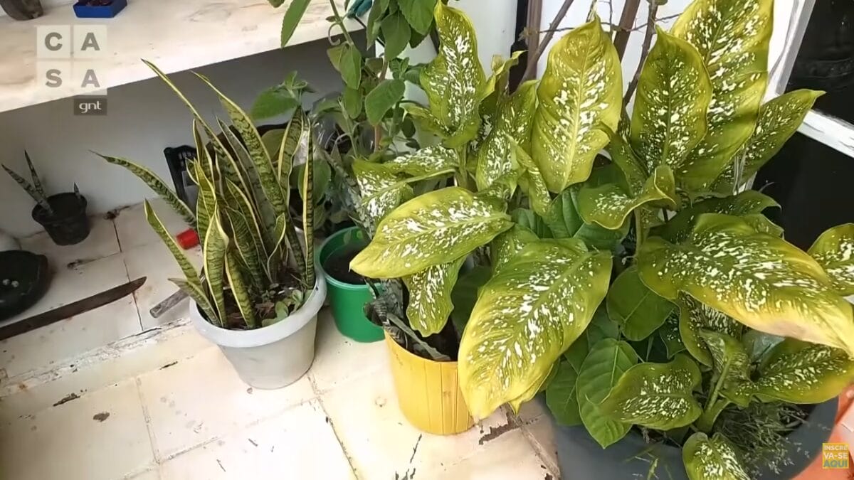 casa atriz Elisa Lucinda