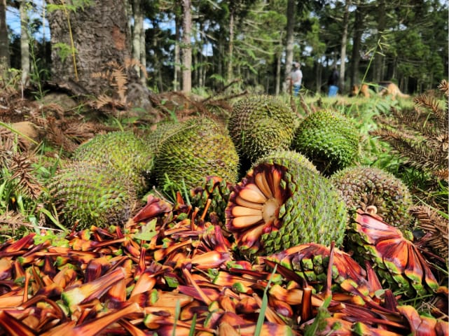 pinhas e pinh&atilde;o