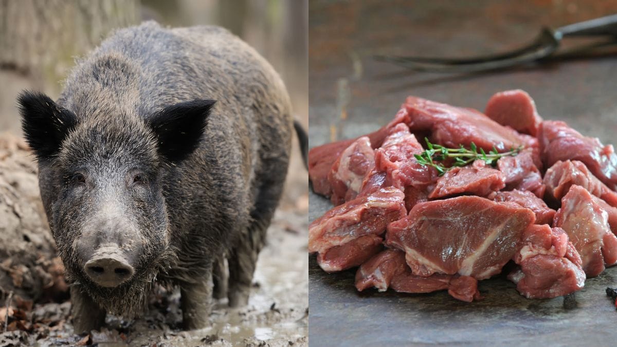 Javali e carne de javali
