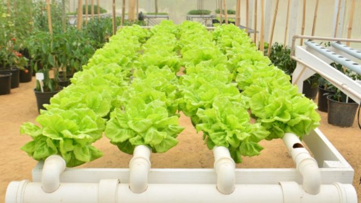 Planta&ccedil;&atilde;o de hortali&ccedil;as em Itaja&iacute;