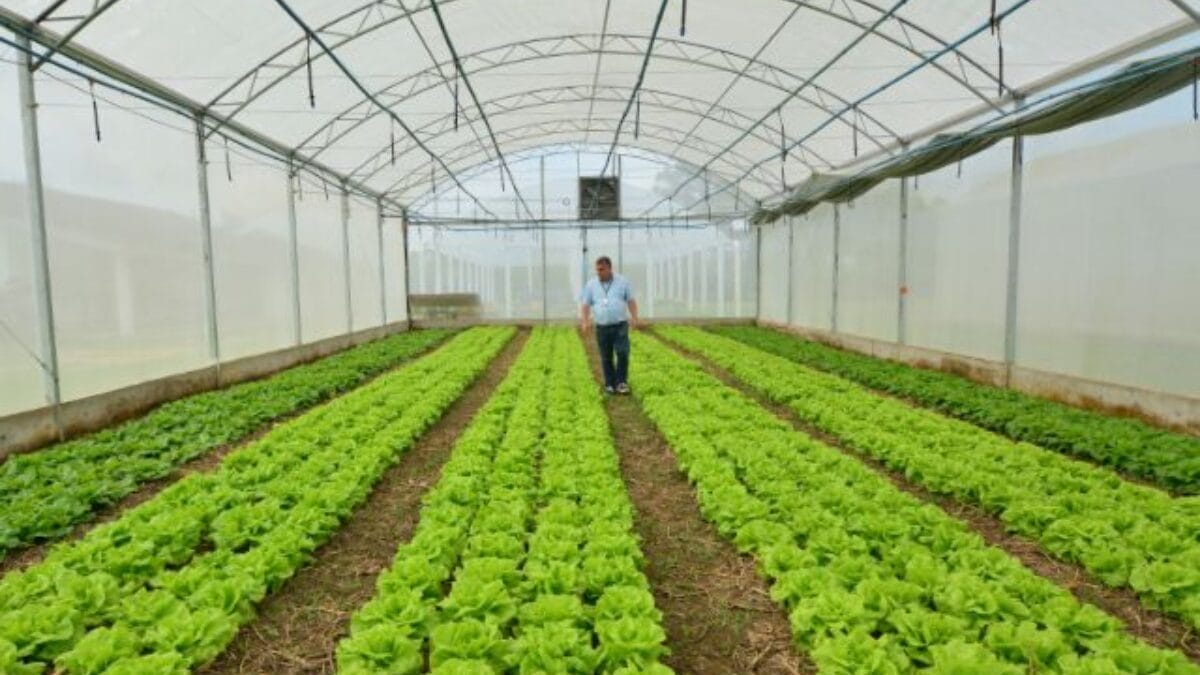 Planta&ccedil;&atilde;o de hortali&ccedil;as em Itaja&iacute;