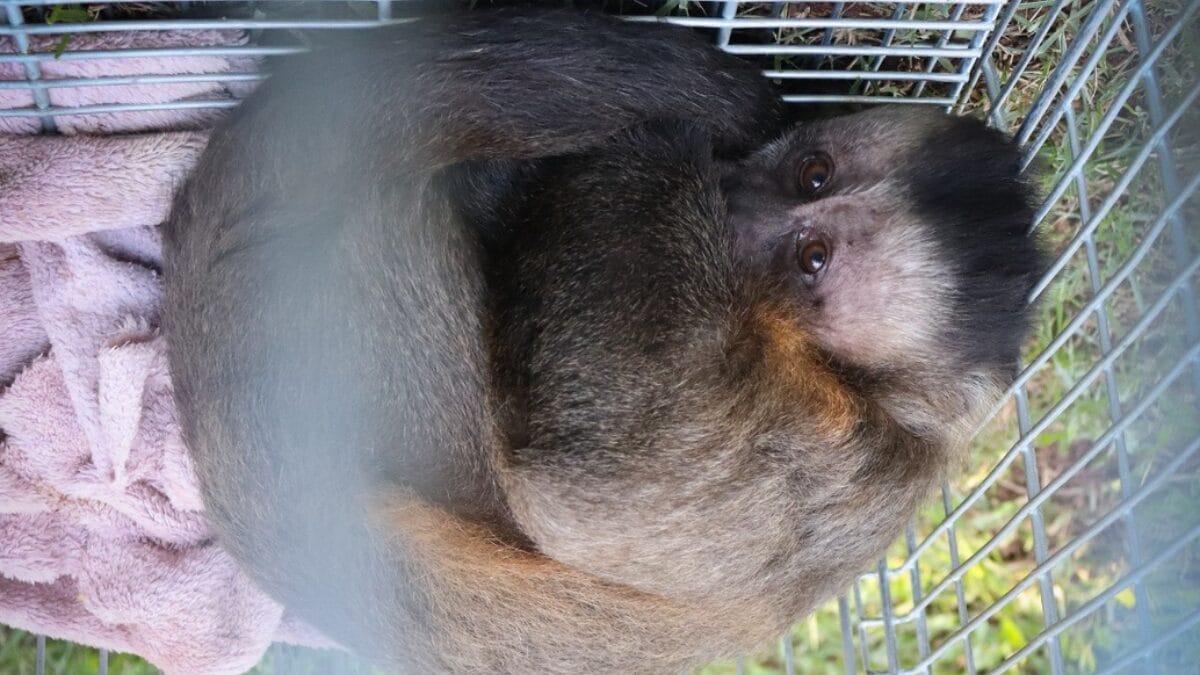 Para onde foram levados os macacos resgatados em operação do Ibama em SC