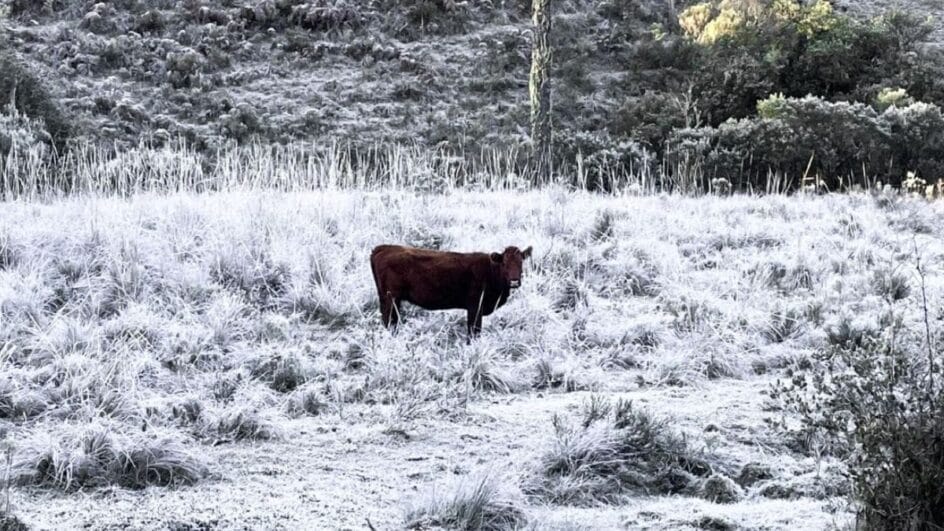Geada em Urupema, na Serra de SC