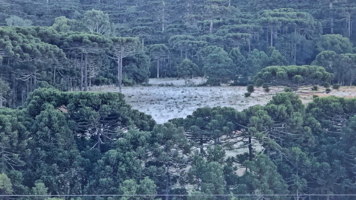 Geada na Serra de SC