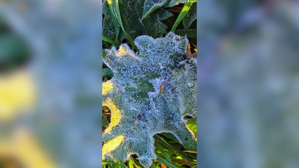 Geada na Serra de SC