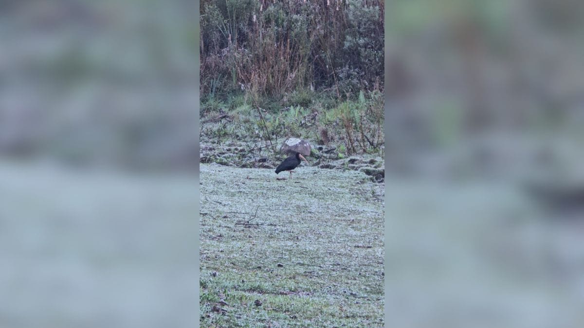 Geada na Serra de SC