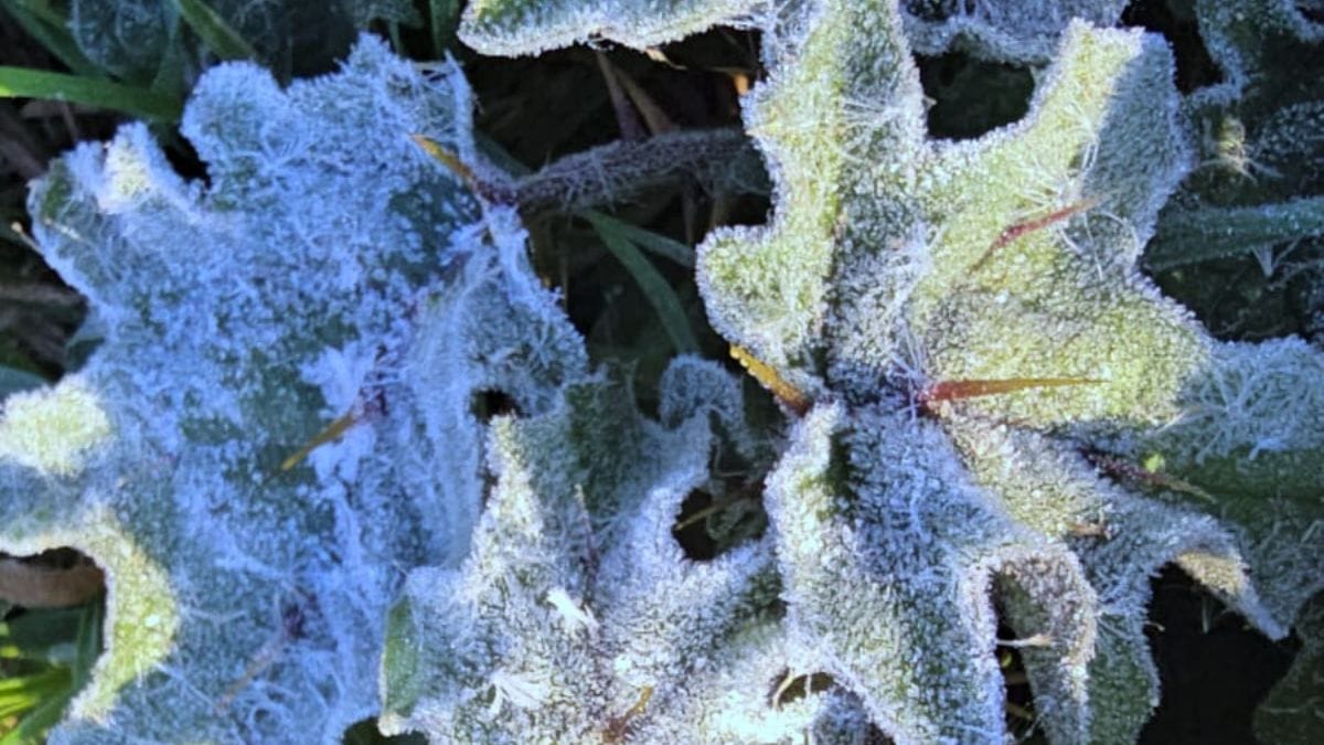 Geada na Serra de SC