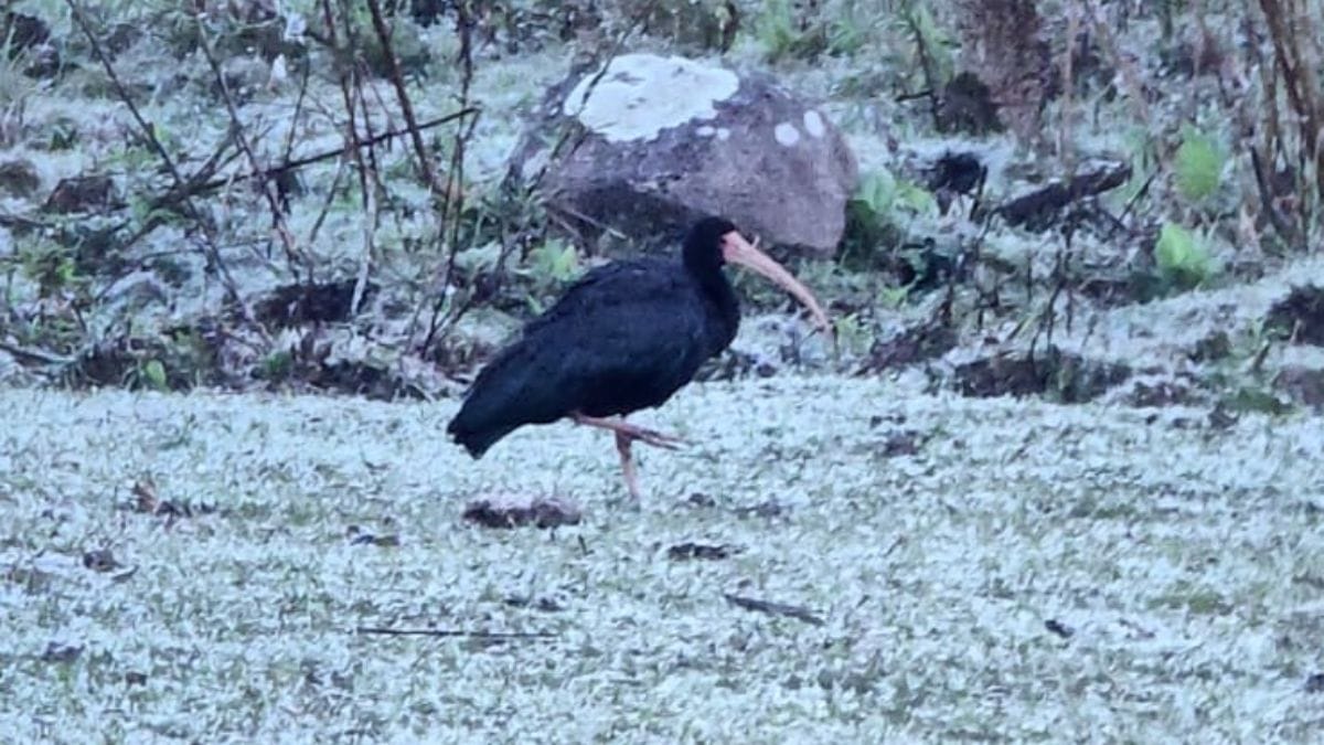 Geada na Serra de SC