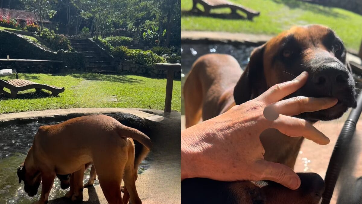 Marcello Novaes, o Max de Avenida Brasil, mostra novo morador da casa s&iacute;tio onde vive