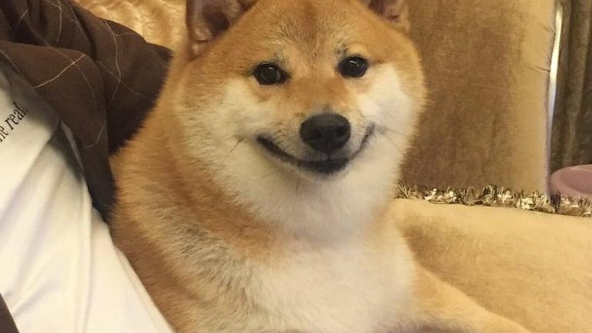 Hist&oacute;ria do meme Doge