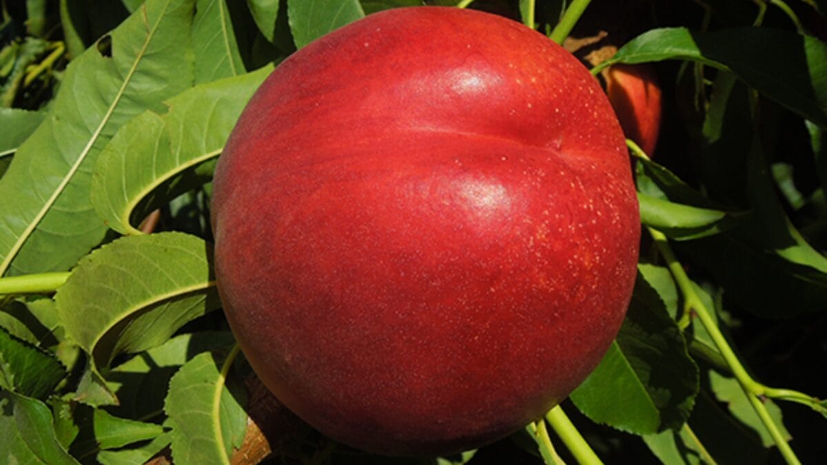 Cuidado ao plantar: fazendeiro é multado em R$ 1,8 milhão por cultivar fruta "proibida"