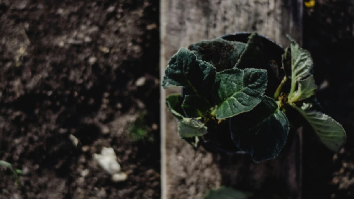 Plantas murchas podem se recuperar com poda adequada e controle na rega (Foto: Pexels)