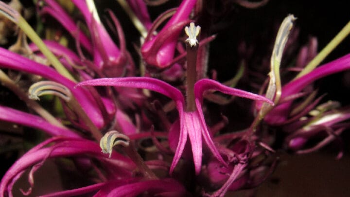Flores chamam atenção e ajudam cientistas a classificar novas espécies (Reprodução/ Jornal da Universidade UFRGS)