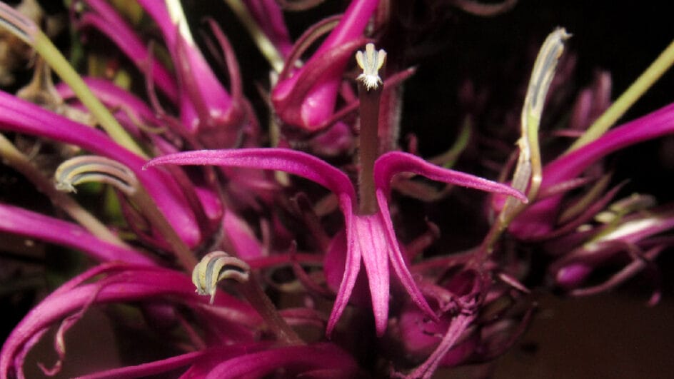 Flores chamam atenção e ajudam cientistas a classificar novas espécies (Reprodução/ Jornal da Universidade UFRGS)