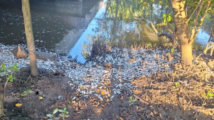 Peixes mortos no Itacorubi
