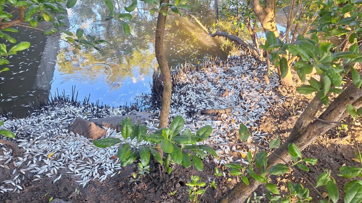 Peixes mortos no Itacorubi