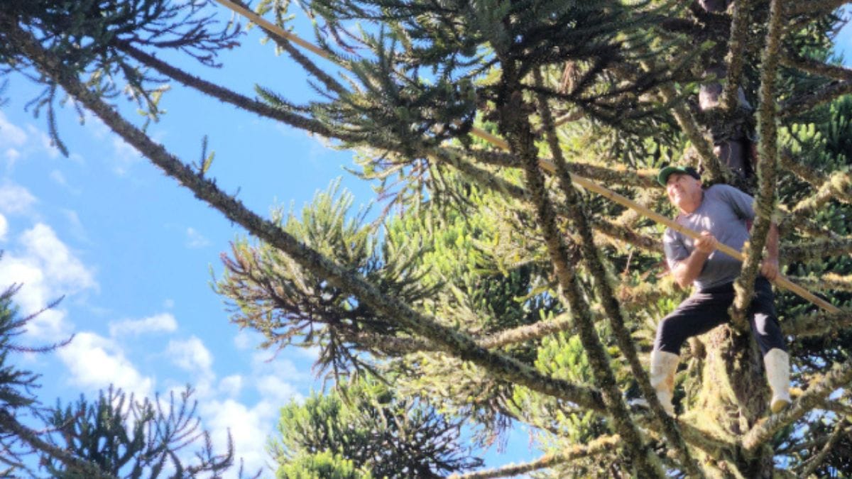 coletor em cima da arauc&aacute;ria