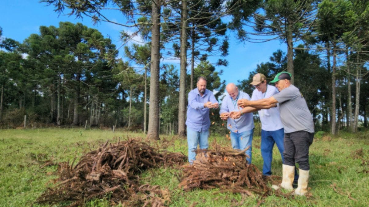 coletores de pinh&atilde;o recebem apoio da Epagri