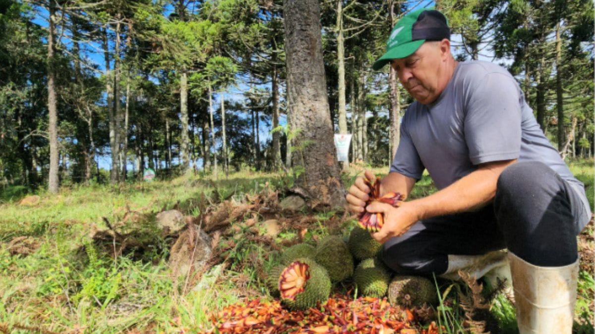 coletor de pinh&atilde;o manipula as pinhas extra&iacute;das