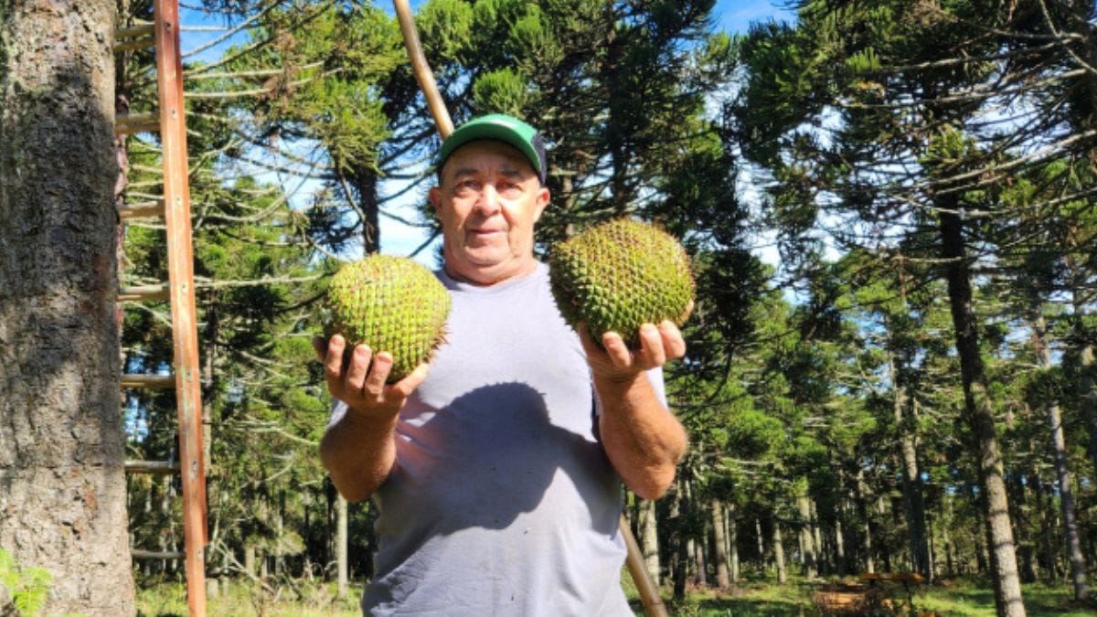coletor de pinh&atilde;o segura as pinhas extra&iacute;das